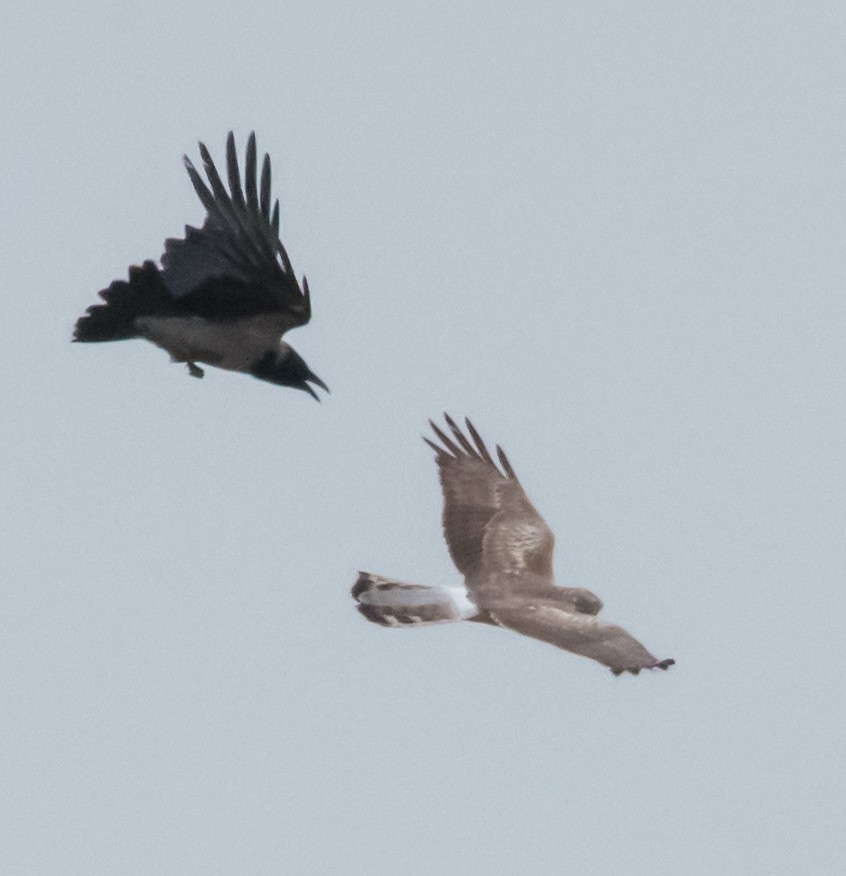 Hen Harrier - Svein Ole Mikalsen