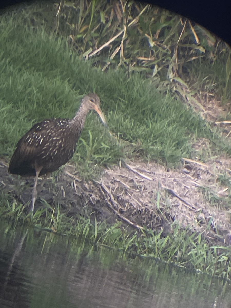 Limpkin - Emmanuel Gabriel Rivera