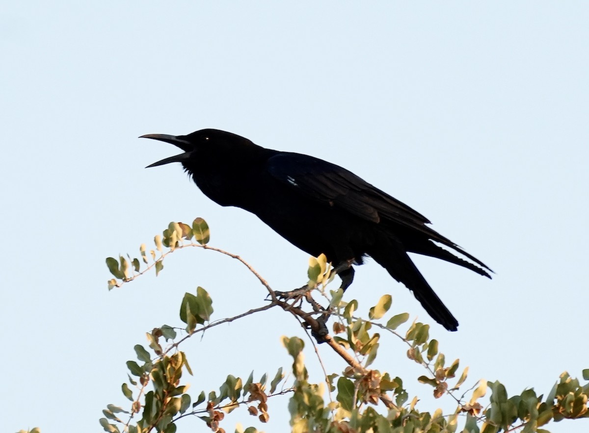 Cape Crow - Anthony Schlencker