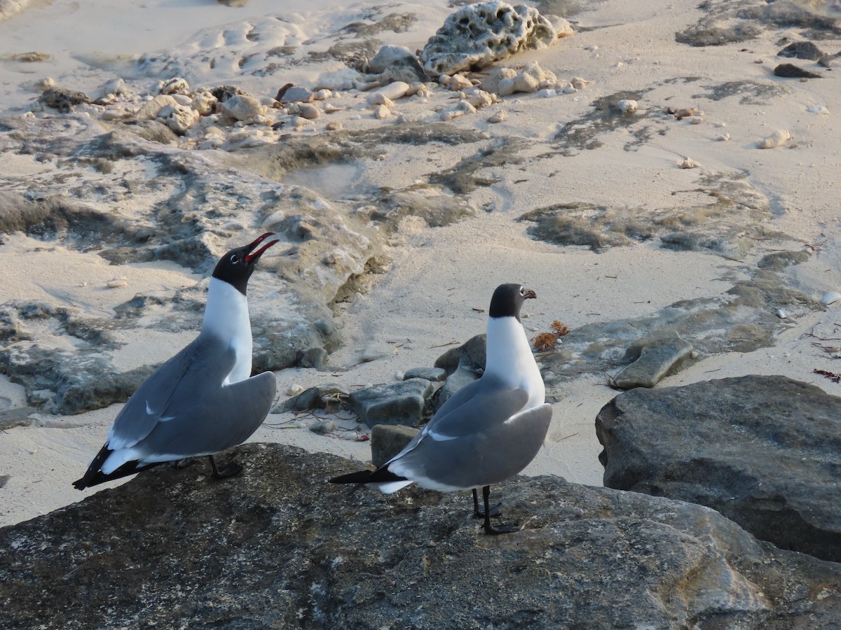 Laughing Gull - ML619088355