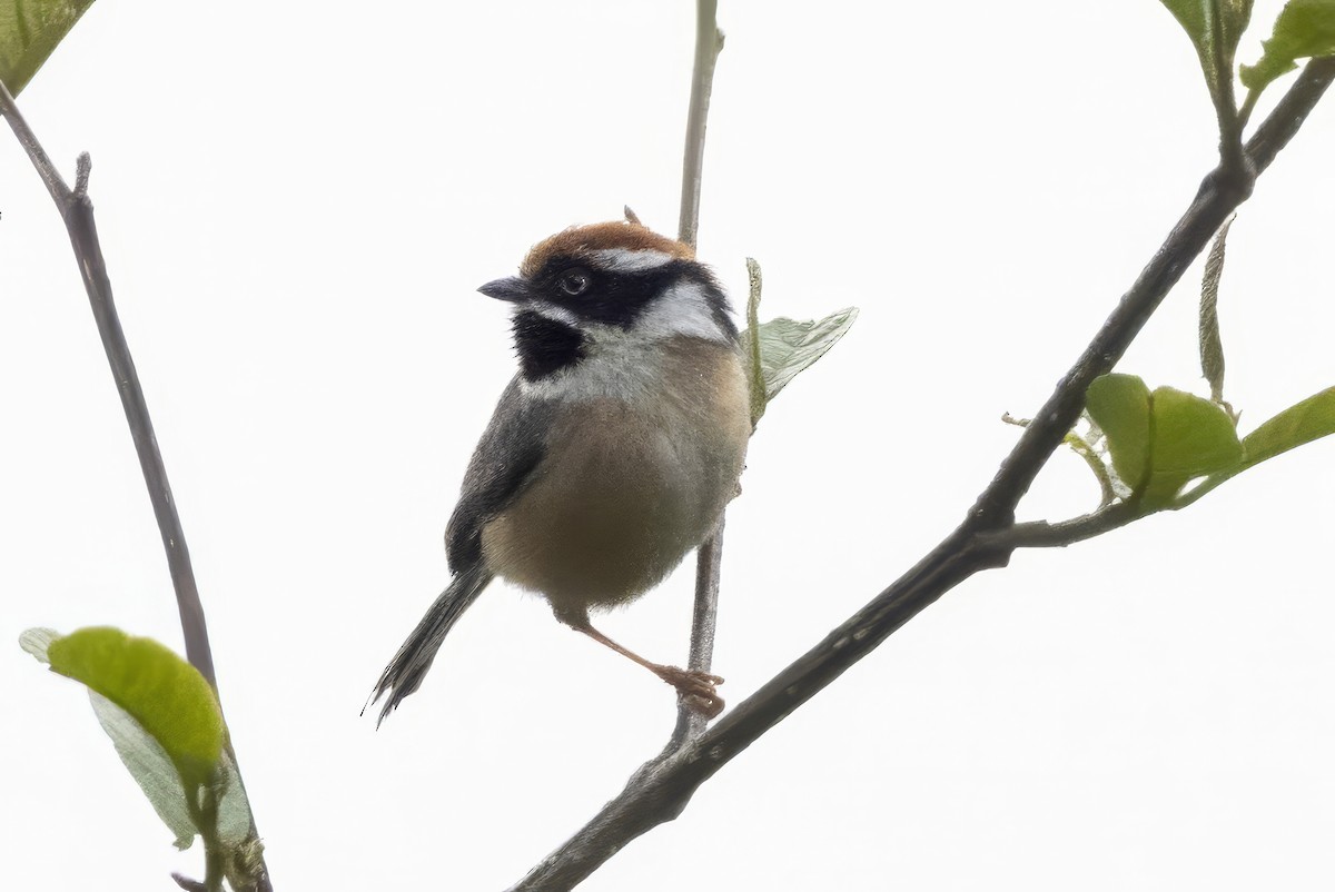 Black-throated Tit - Robert Lewis