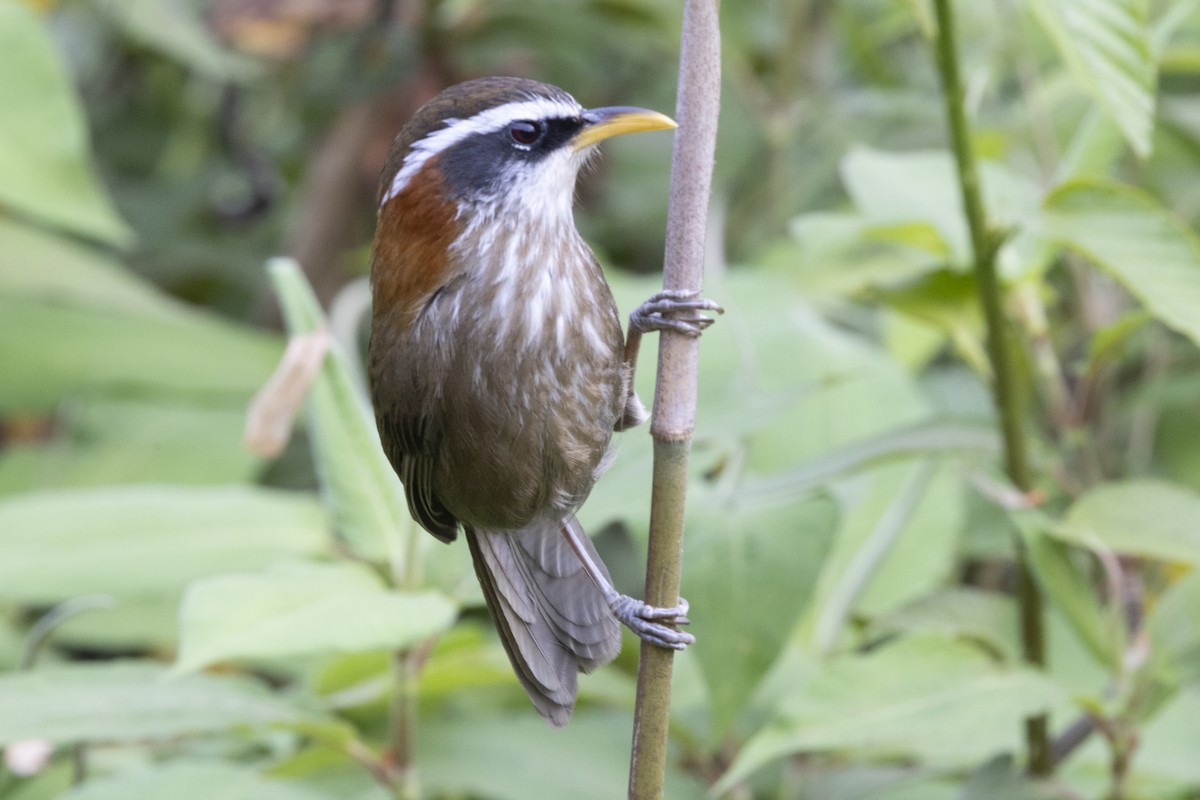 Streak-breasted Scimitar-Babbler - Robert Lewis