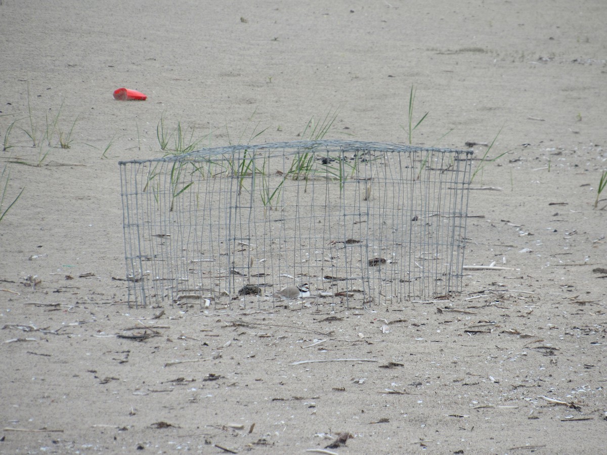 Piping Plover - ML619088390