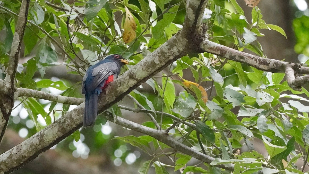 Black-tailed Trogon - ML619088397