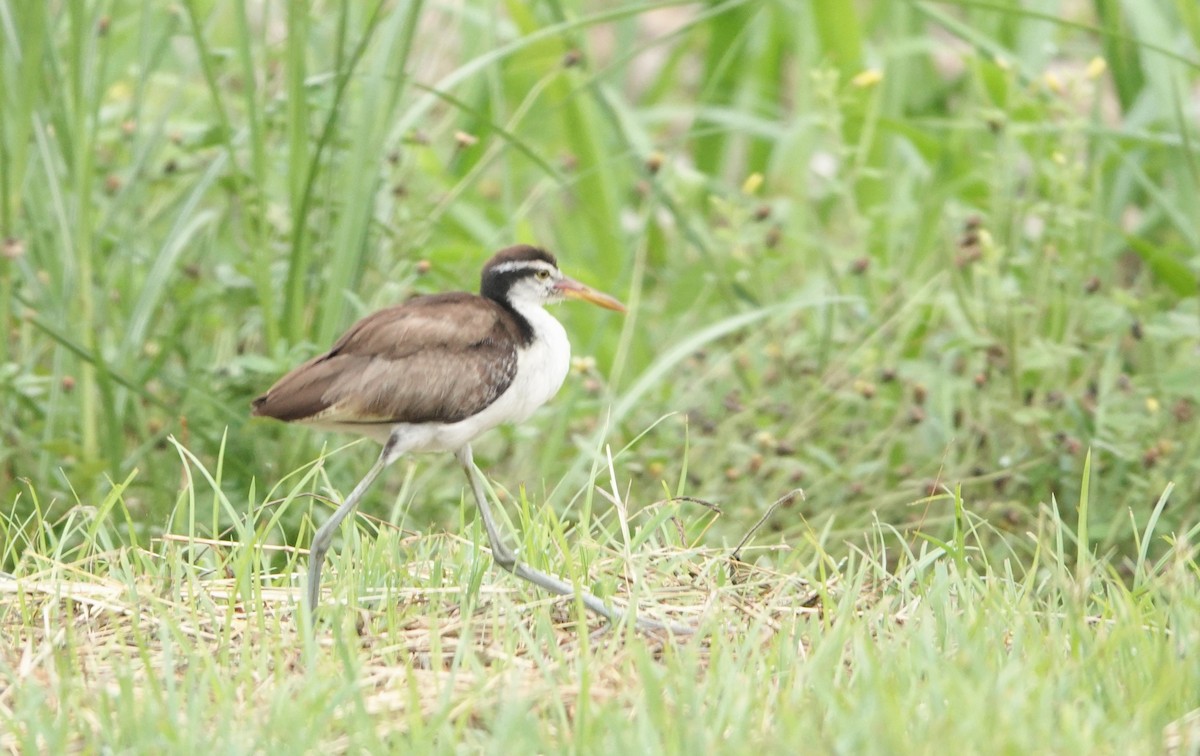 Wattled Jacana - ML619088405