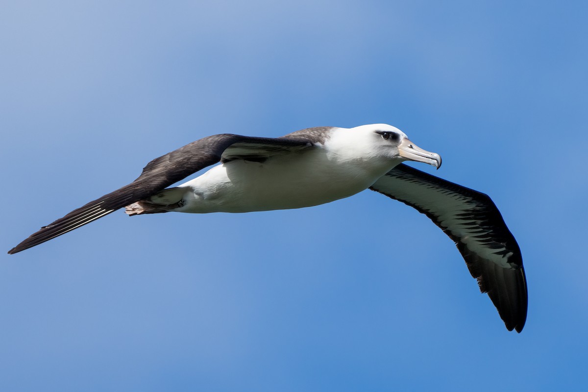 Laysan Albatross - Andrea C