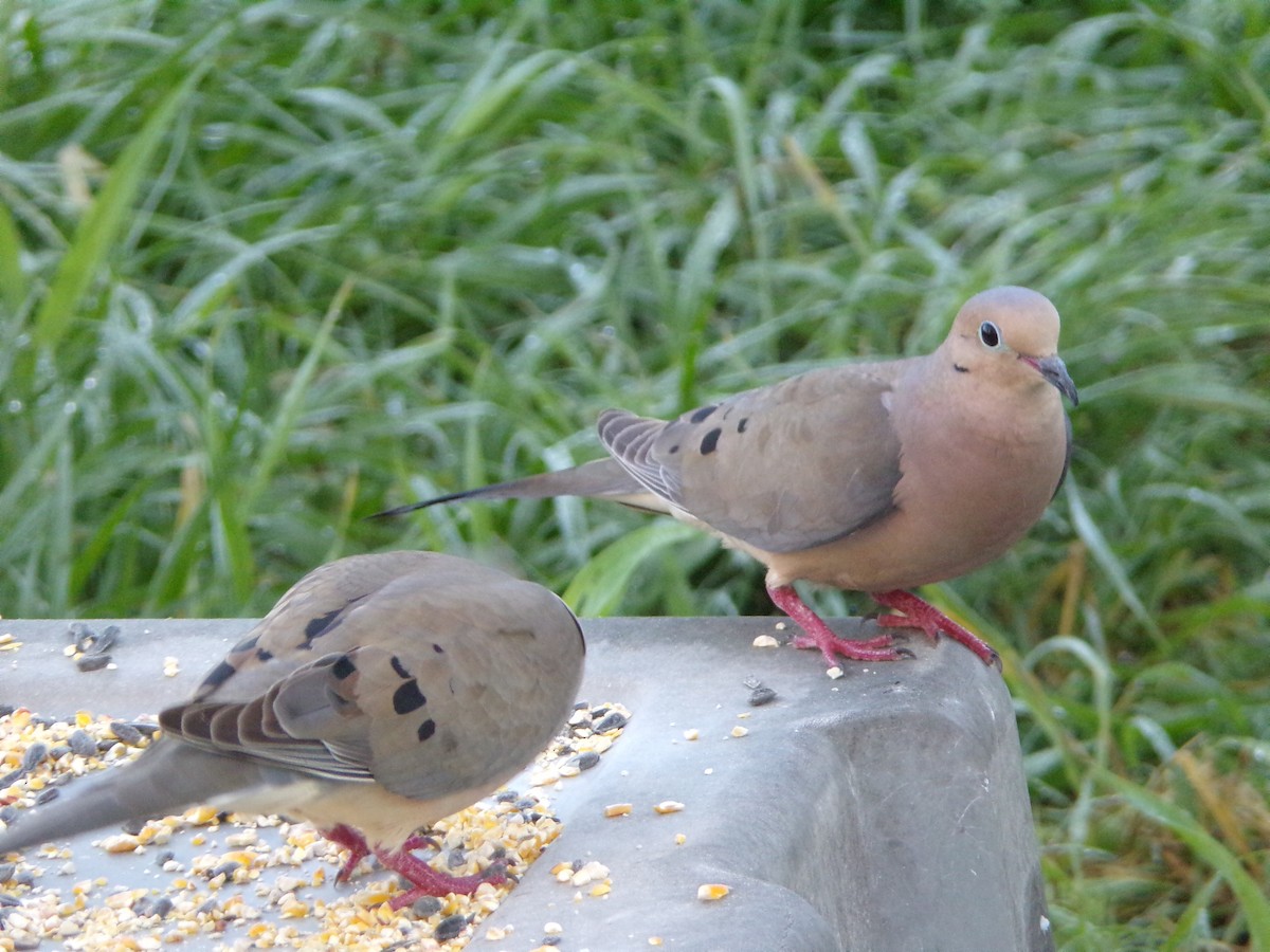 Mourning Dove - Texas Bird Family