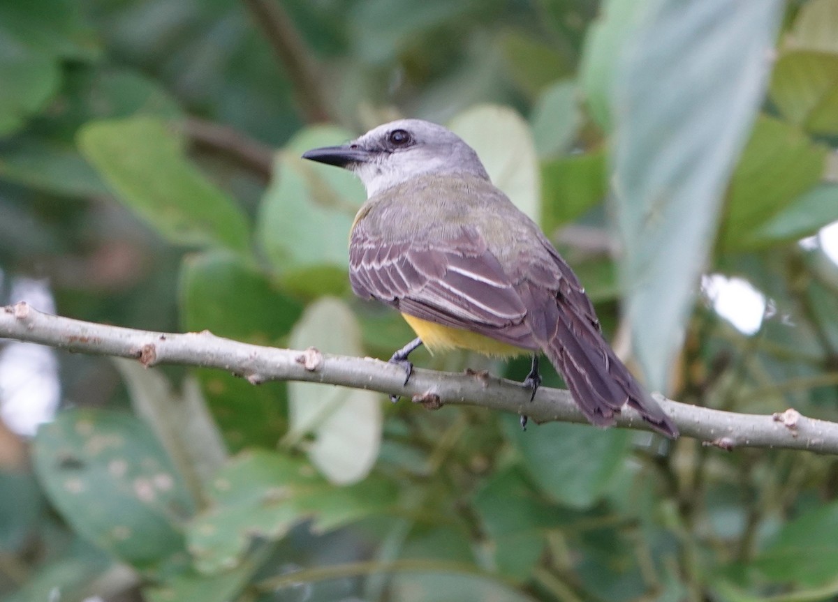 Tropical Kingbird - Billie Knight