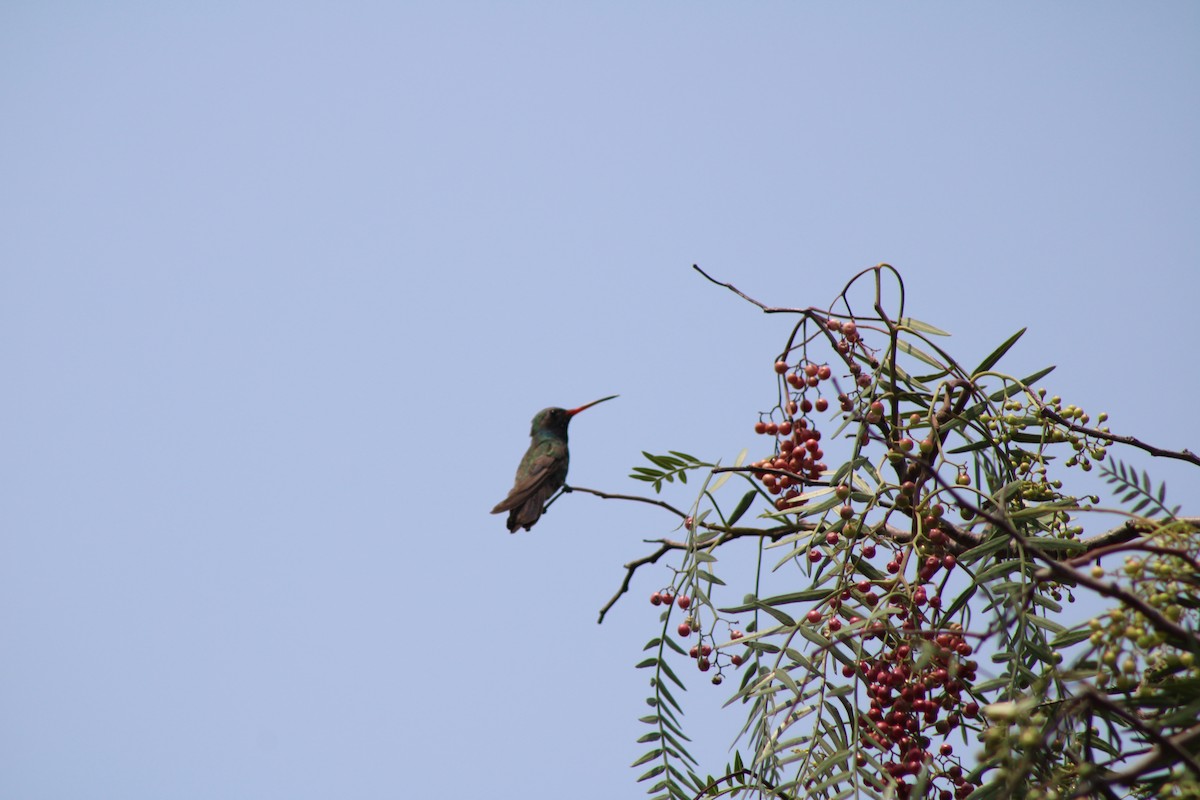 Broad-billed Hummingbird - Julio Pallares León