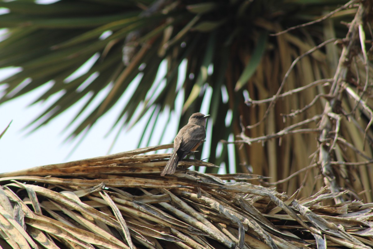 Say's Phoebe - Julio Pallares León