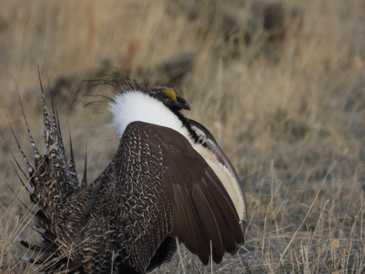 Greater Sage-Grouse - Hope Caliendo