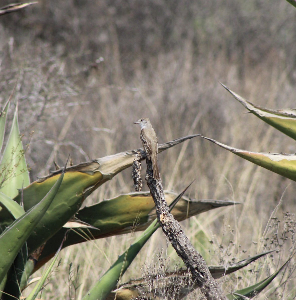 Ash-throated Flycatcher - ML619088529