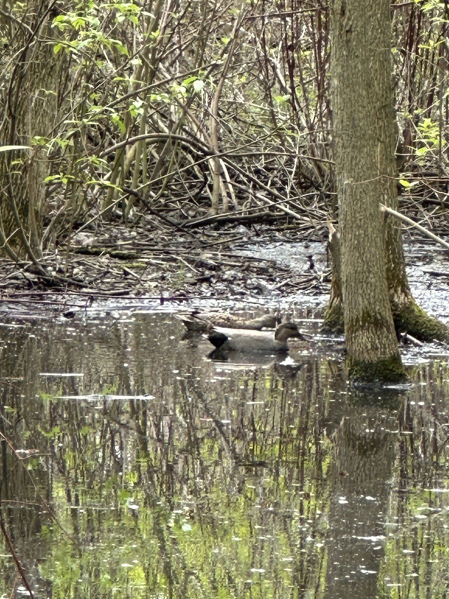 Canard chipeau - ML619088534