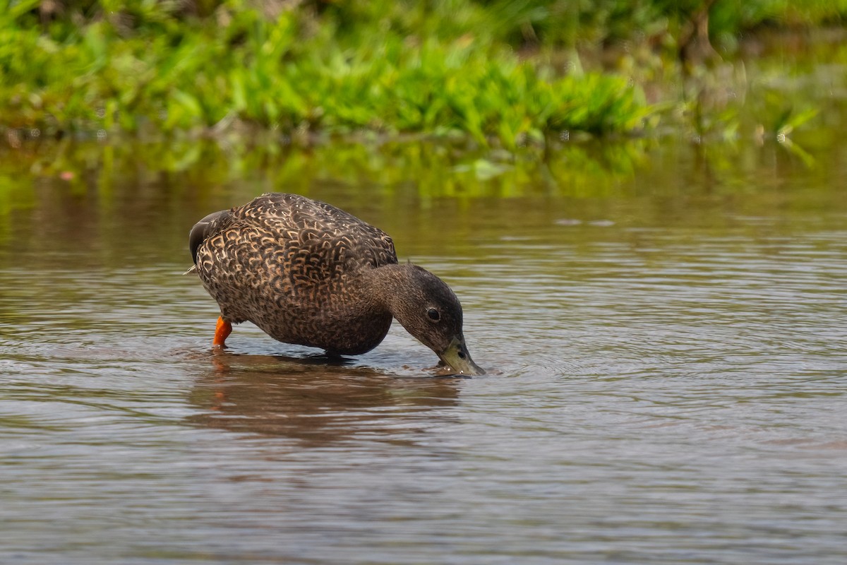 Canard des Hawaï - ML619088539