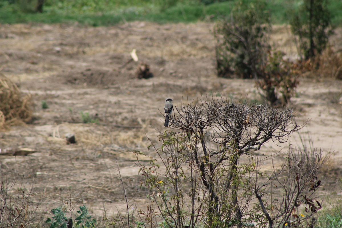 Loggerhead Shrike - Julio Pallares León