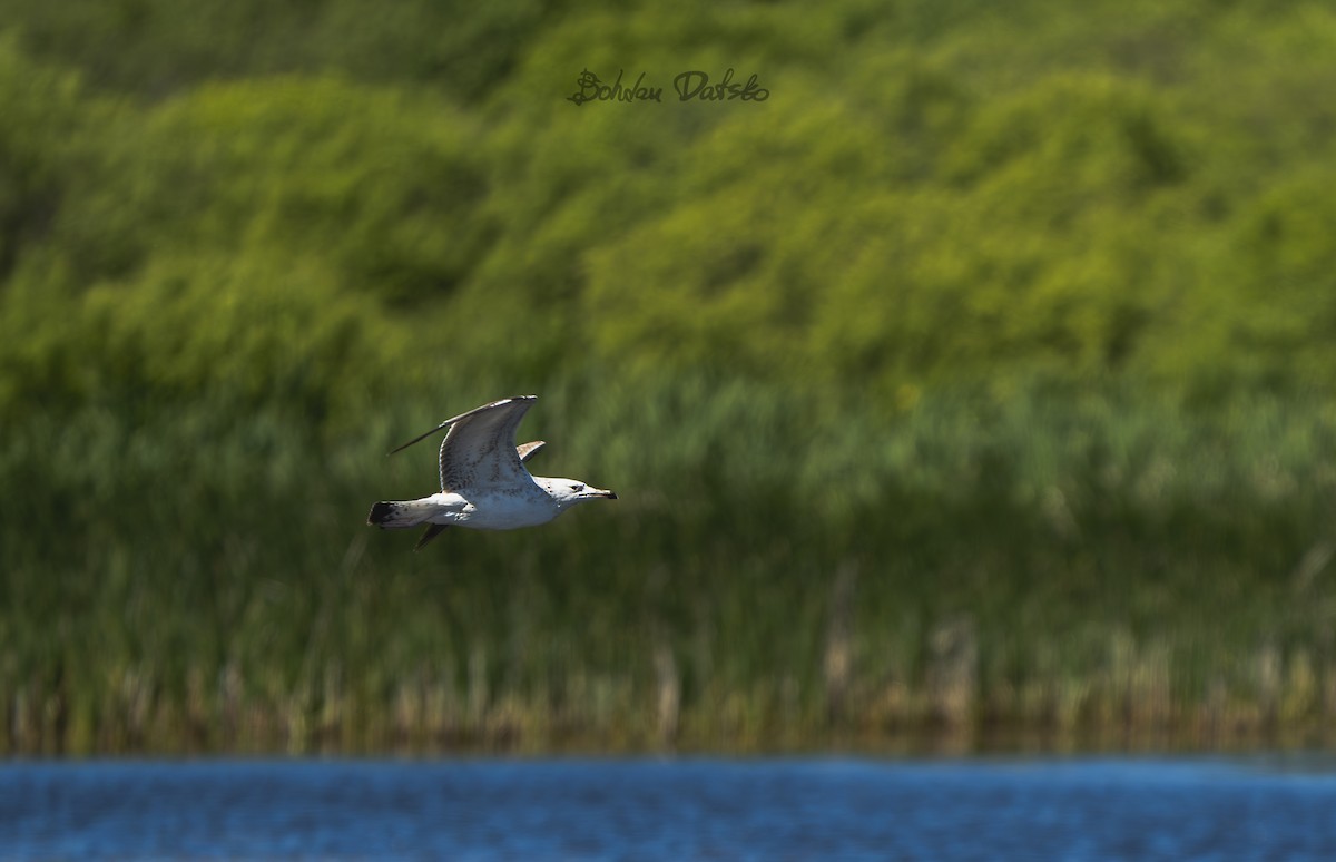 Caspian Gull - ML619088545