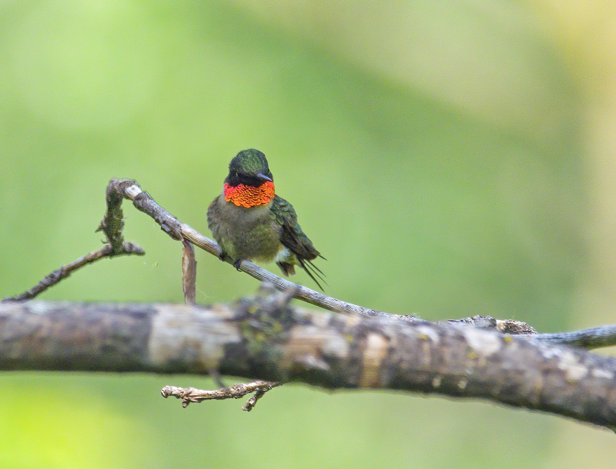 Colibri à gorge rubis - ML619088554