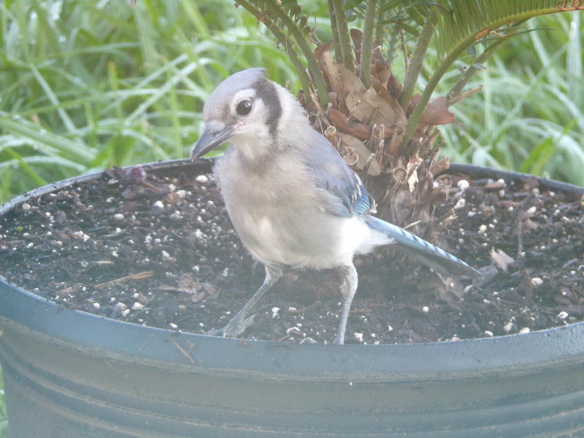 Blue Jay - Texas Bird Family