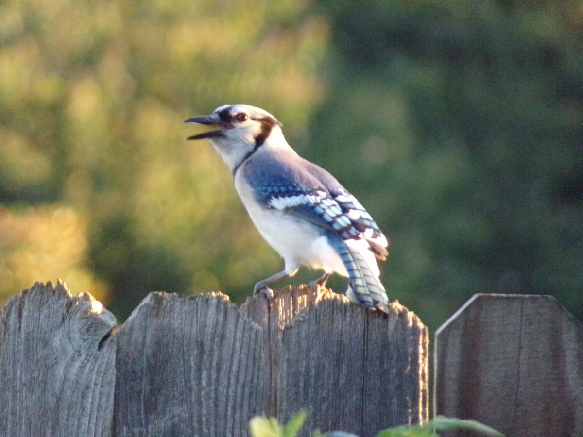 Blue Jay - Texas Bird Family