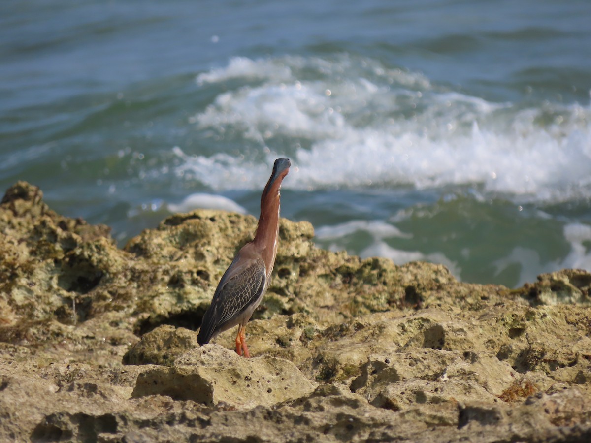 Green Heron - Charmaine Francis