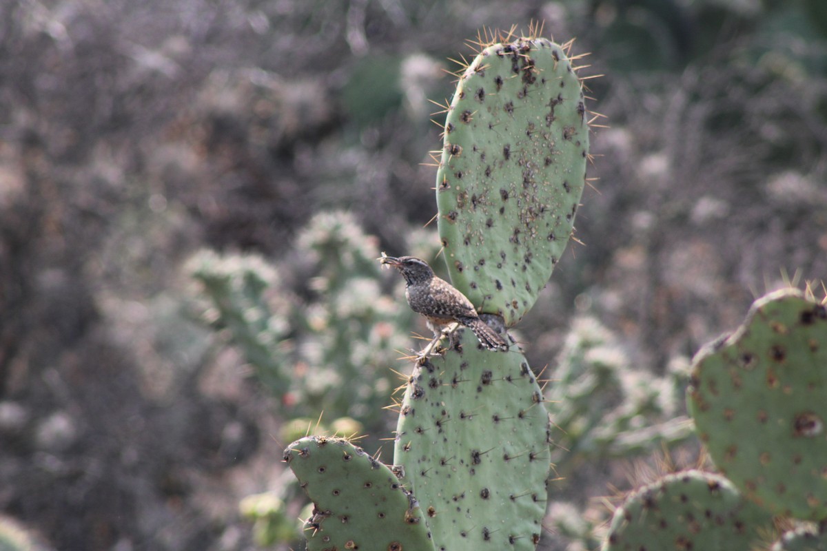 Cactus Wren - Julio Pallares León