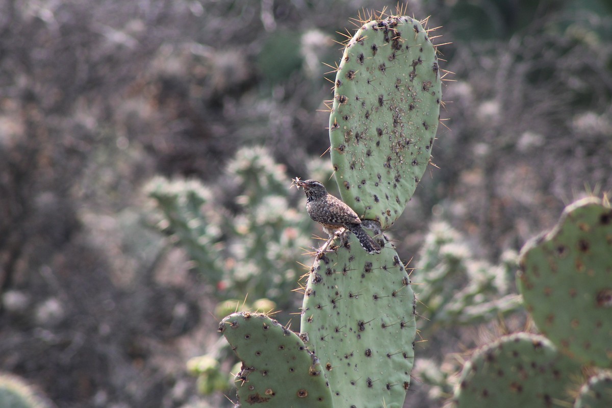 Cactus Wren - Julio Pallares León