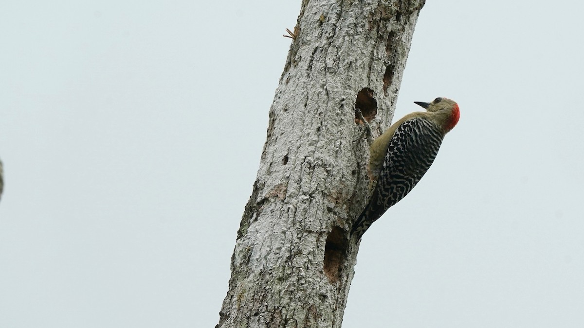 Red-crowned Woodpecker - Indira Thirkannad