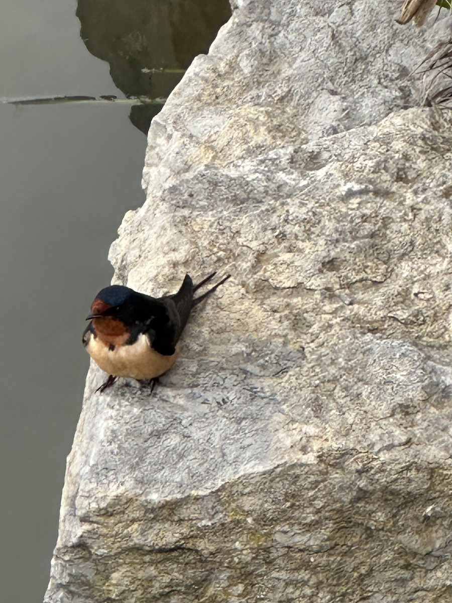 Barn Swallow - Helen Desjardins