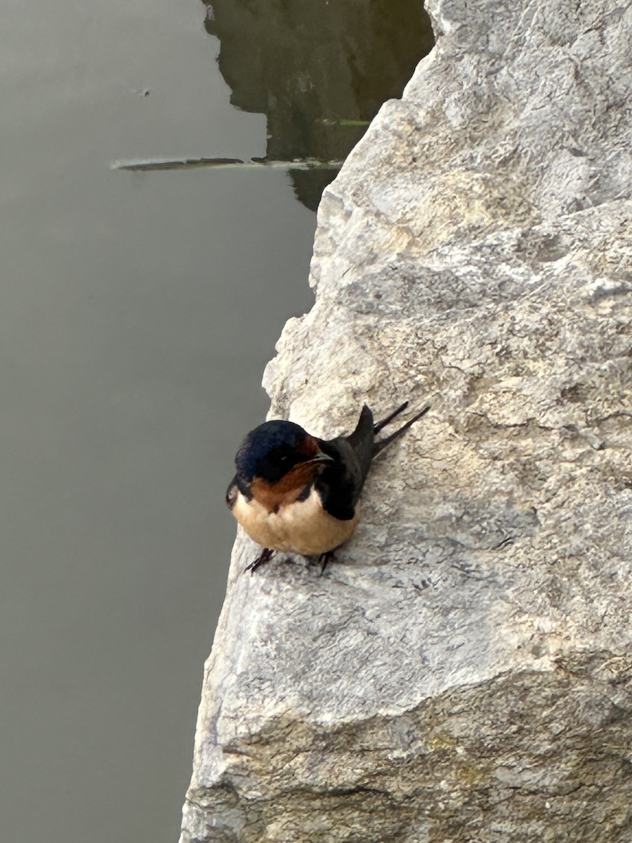 Barn Swallow - Helen Desjardins