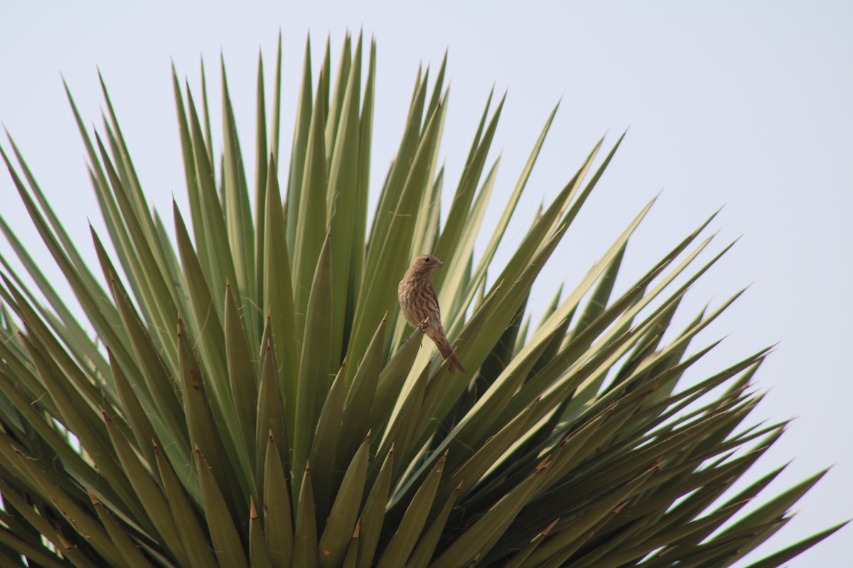 House Finch - Julio Pallares León