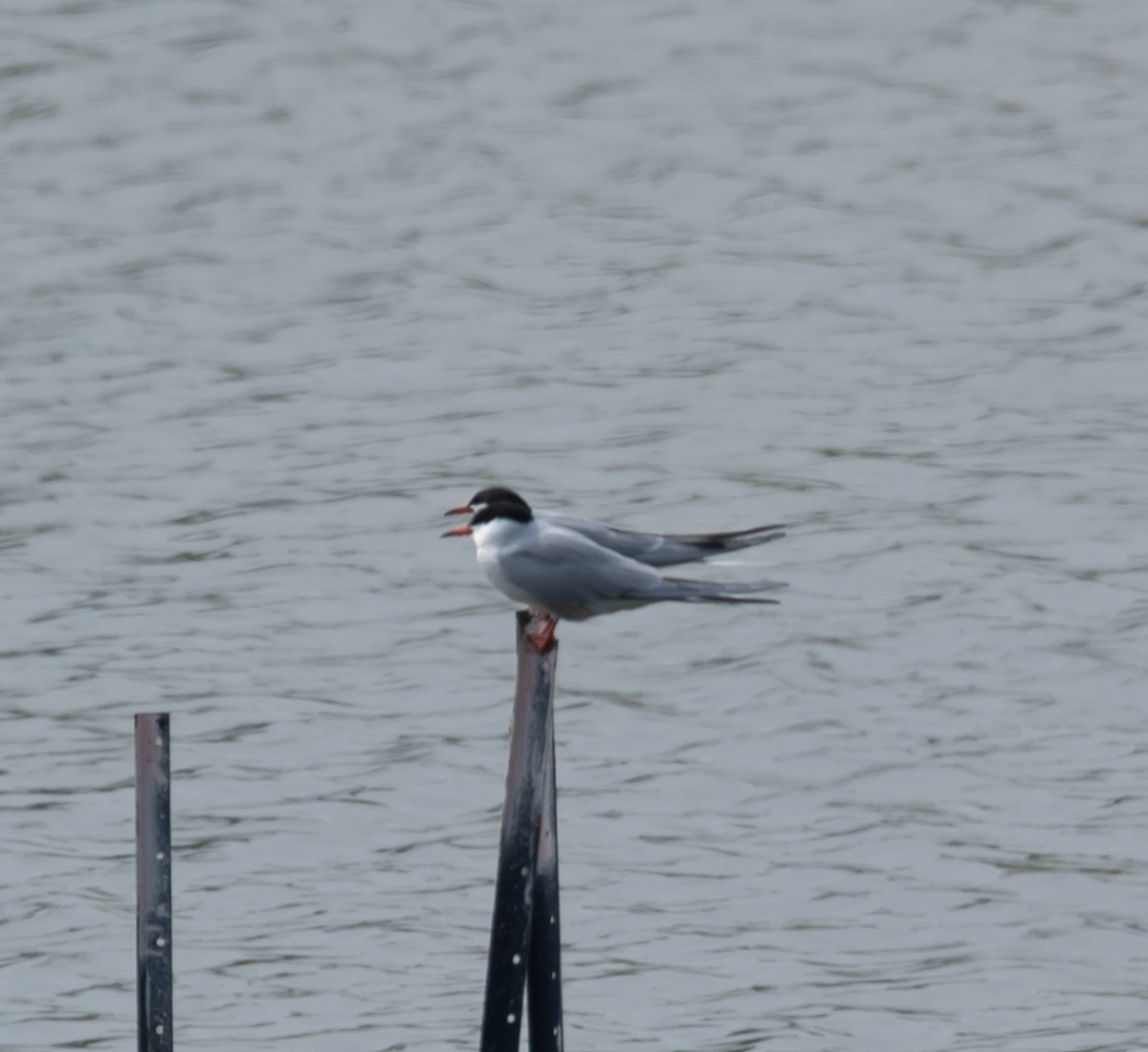 Common Tern - Hin Ki  & Queenie  Pong