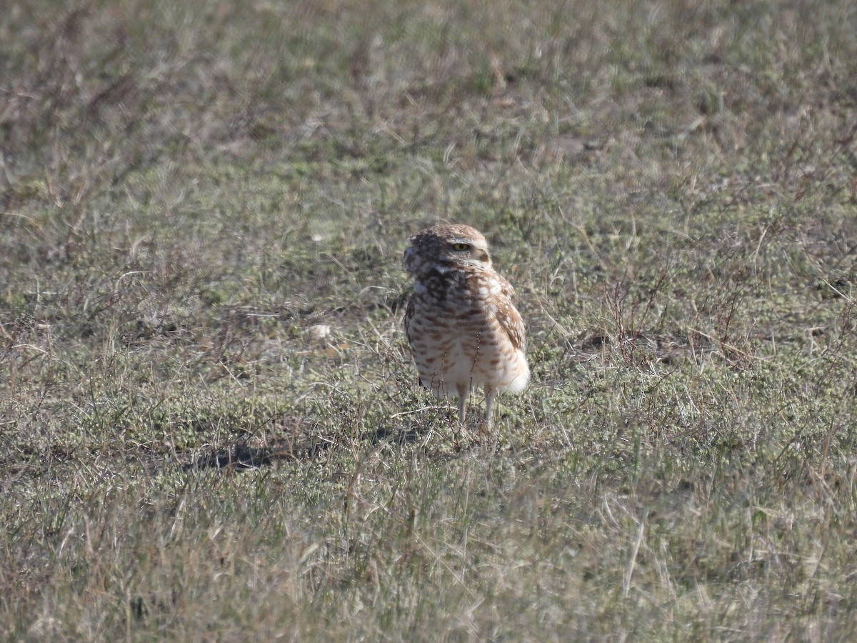 Burrowing Owl - ML619088621