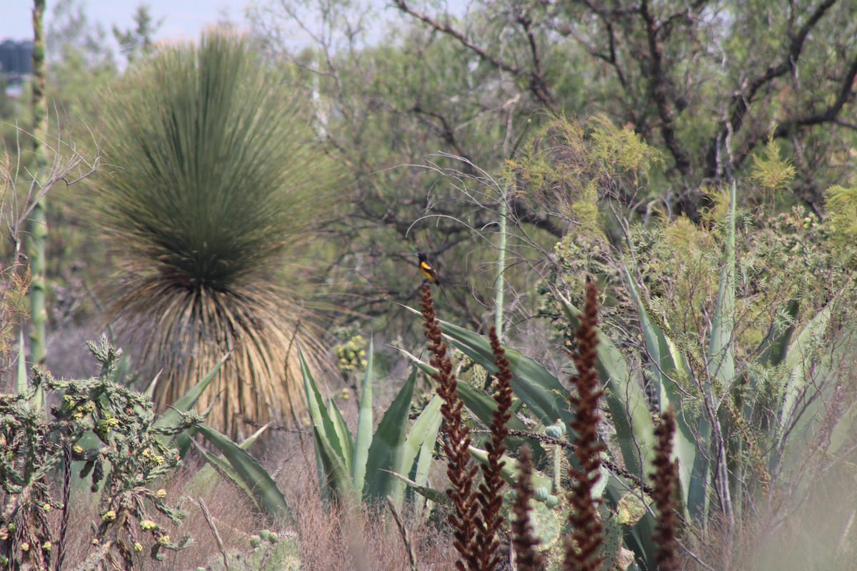 Black-vented Oriole - Julio Pallares León