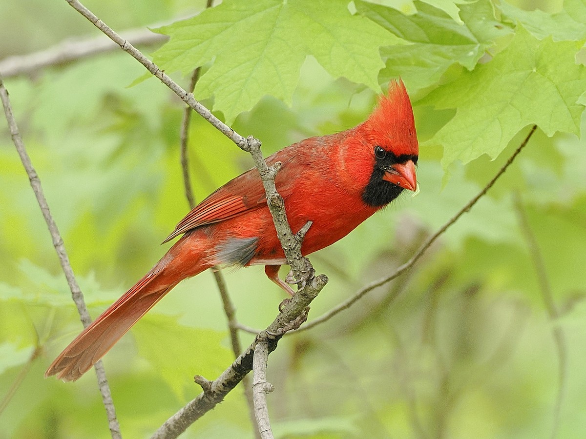 Northern Cardinal - Denis Allard