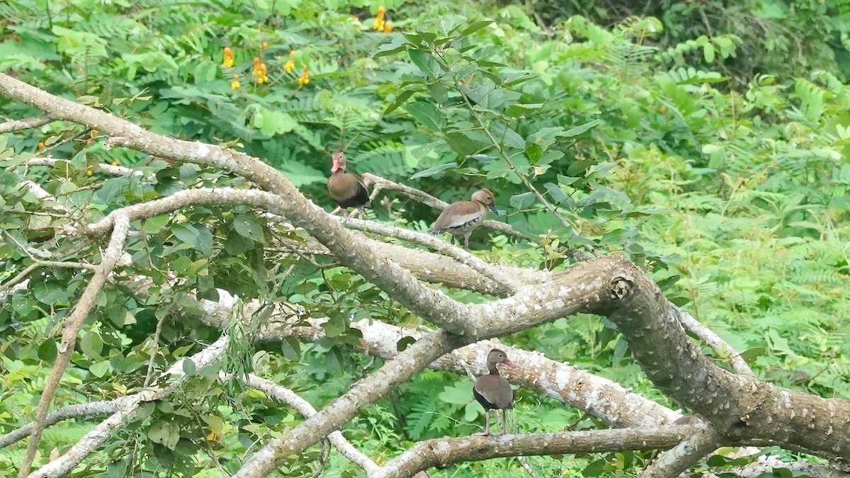 Black-bellied Whistling-Duck - Indira Thirkannad