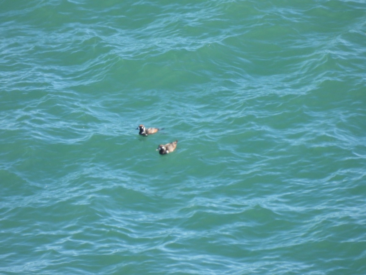 Harlequin Duck - ML619088702