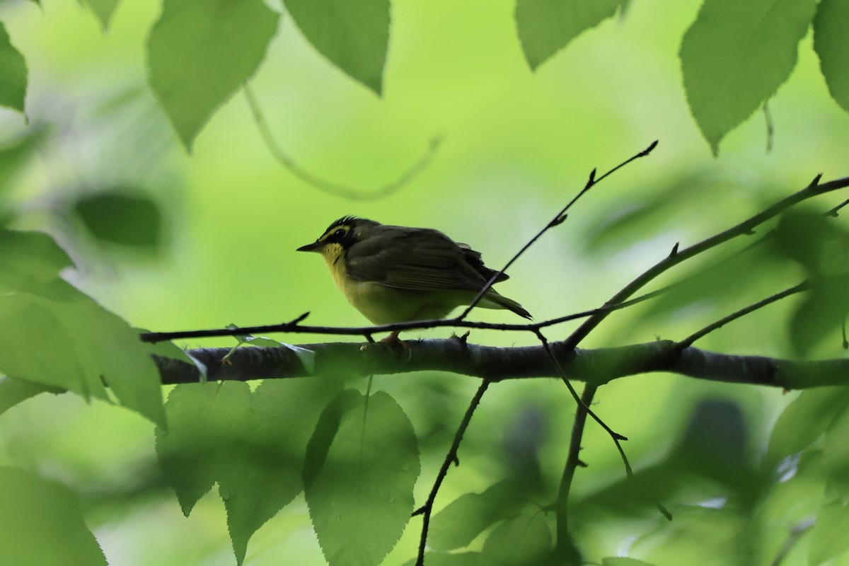 Kentucky Warbler - Kirstin Shrode