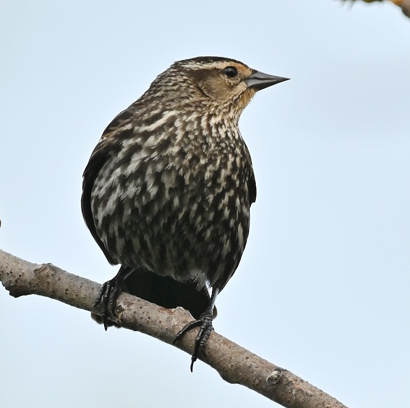 Red-winged Blackbird - Regis Fortin