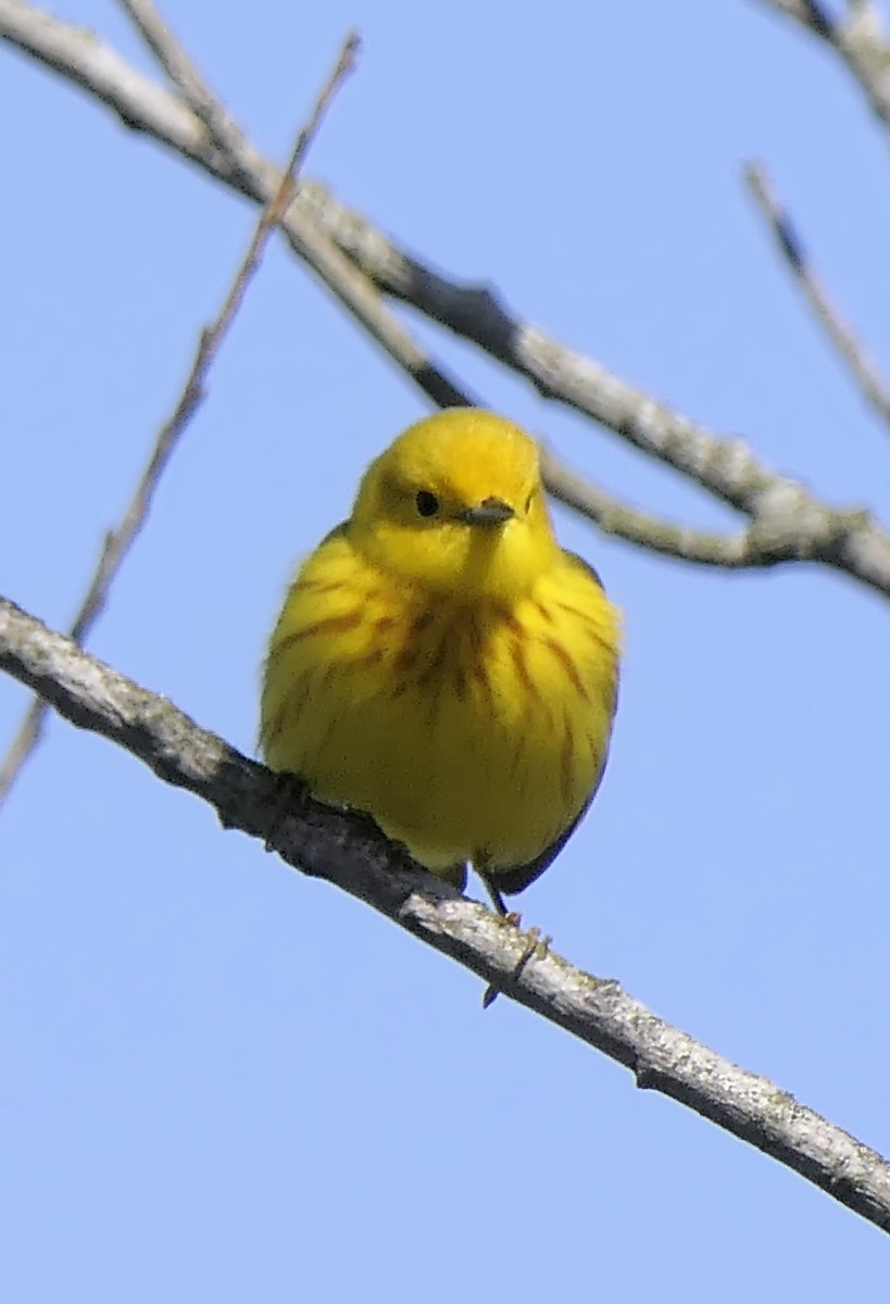 Yellow Warbler - Sandra Dennis