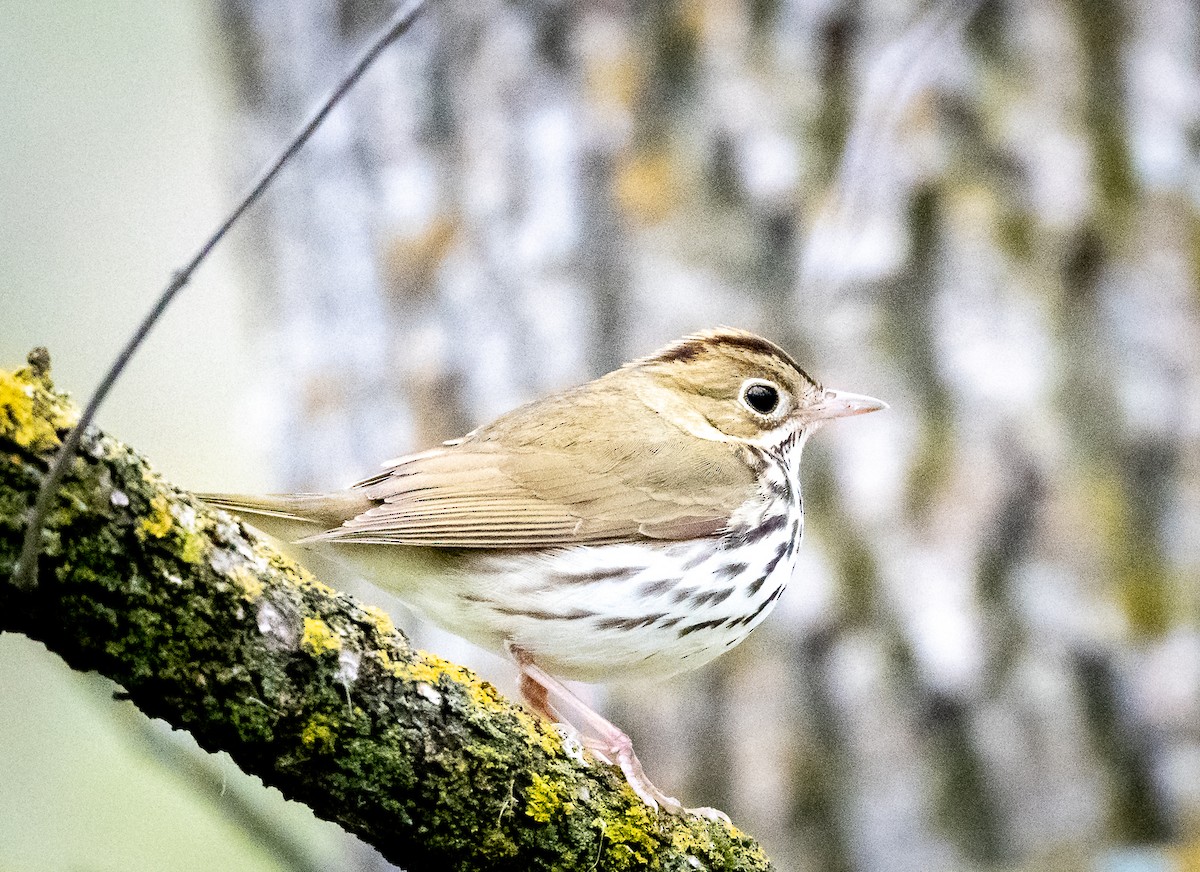 Ovenbird - ML619088762