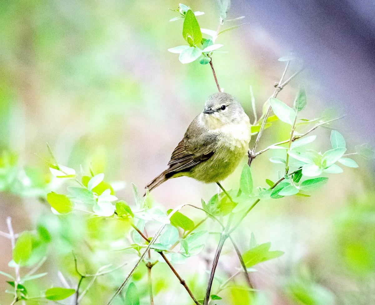 Tennessee Warbler - Claude Garand