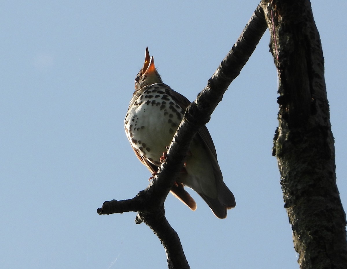 Wood Thrush - ML619088785