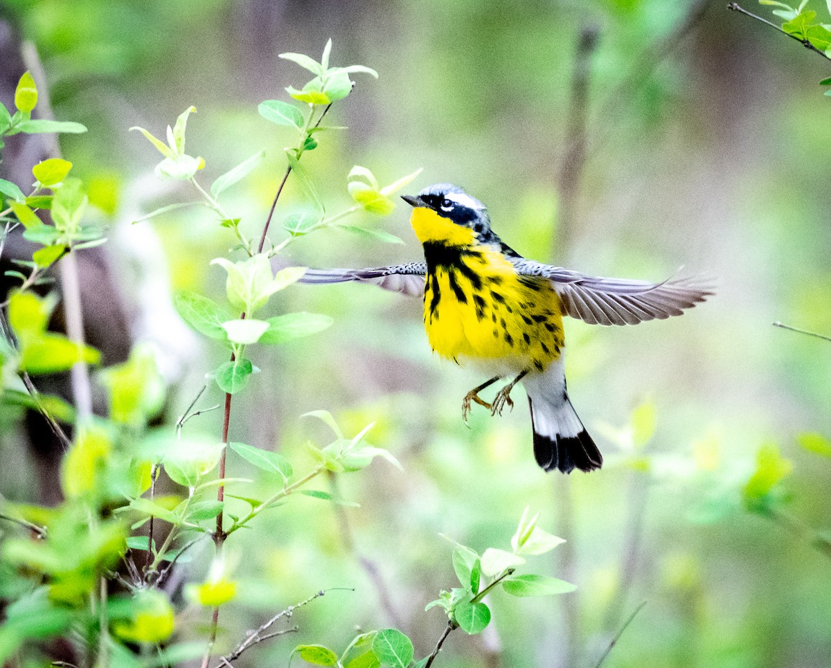 Magnolia Warbler - ML619088791