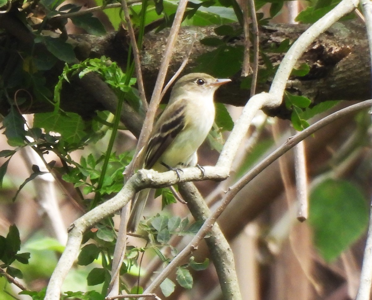 Yellow-bellied Flycatcher - María Eugenia Paredes Sánchez