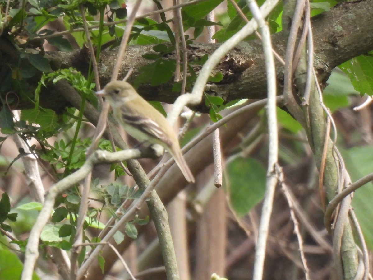 Yellow-bellied Flycatcher - María Eugenia Paredes Sánchez