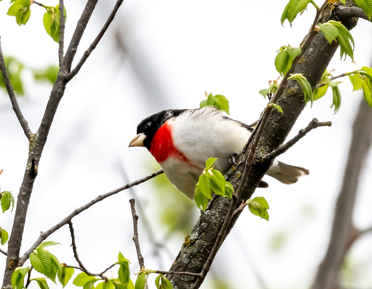 Rose-breasted Grosbeak - ML619088805