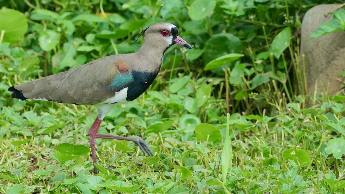 Southern Lapwing - Indira Thirkannad