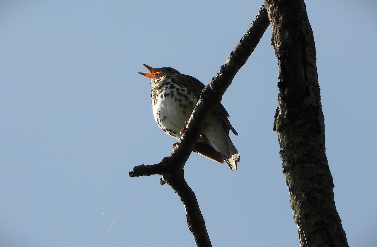 Wood Thrush - ML619088855