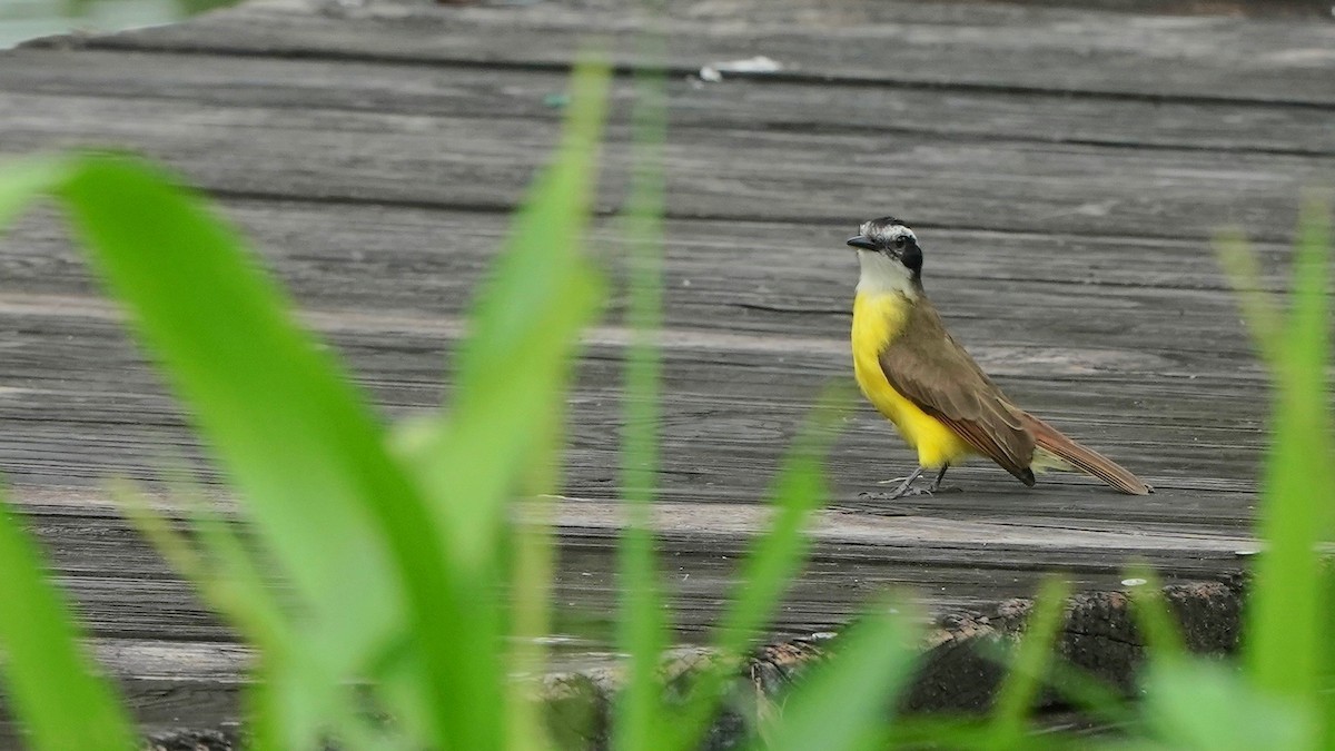 Lesser Kiskadee - Indira Thirkannad