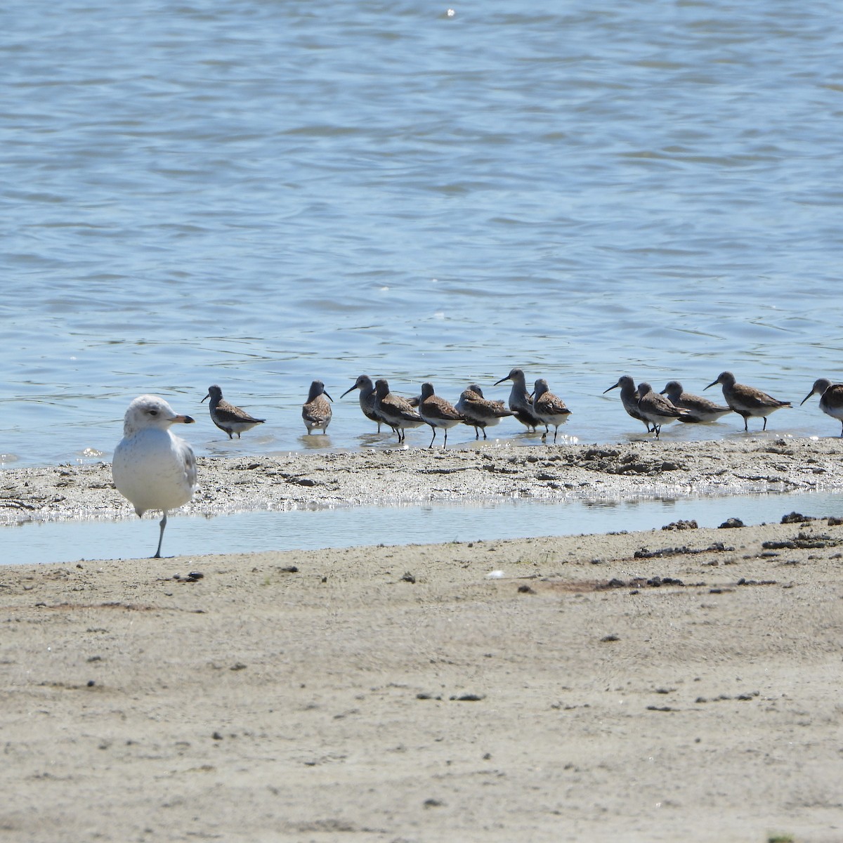 Dunlin - Cathy Hagstrom